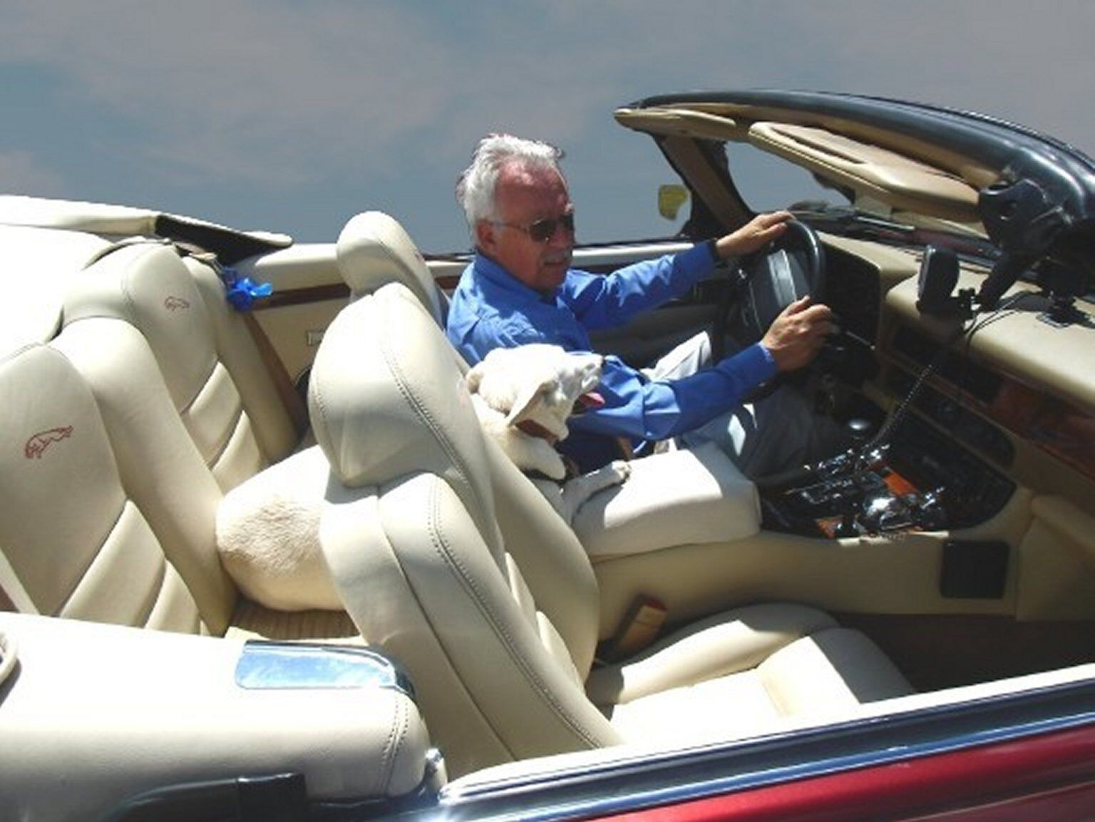 Dog travelling in the XJS Convertible